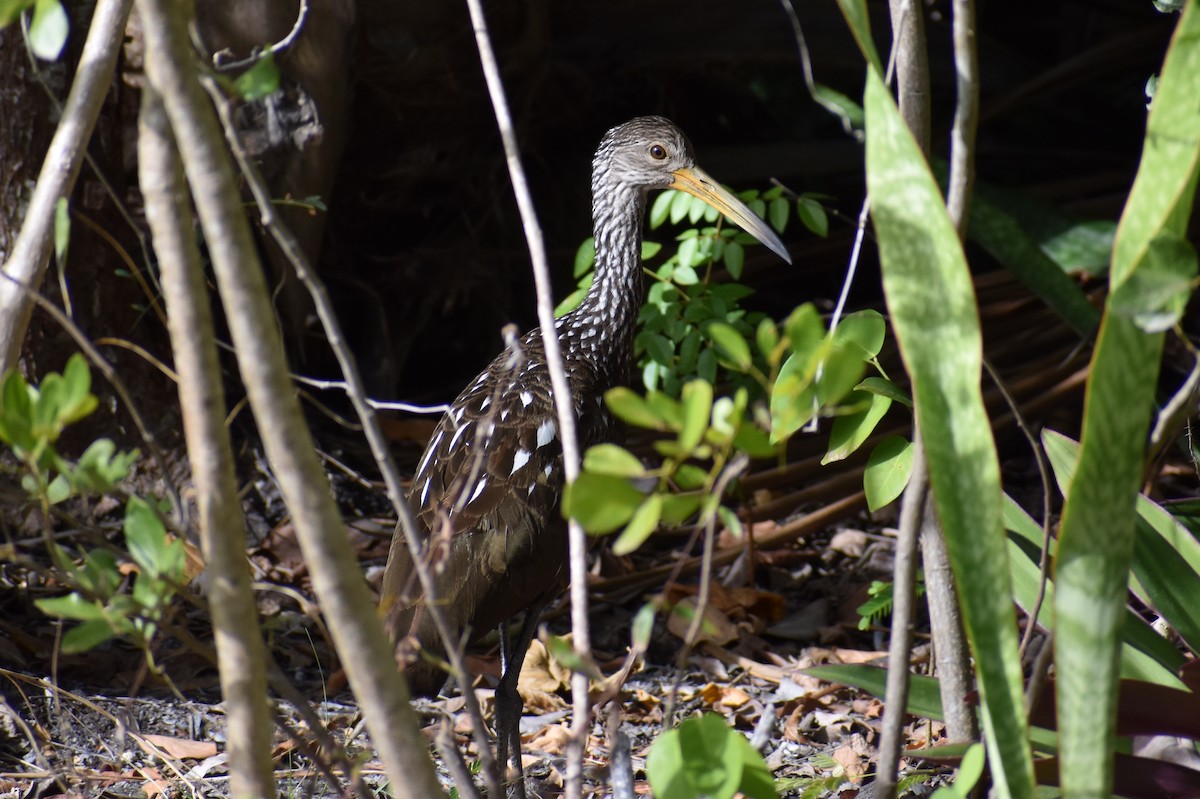 Limpkin - ML200664521