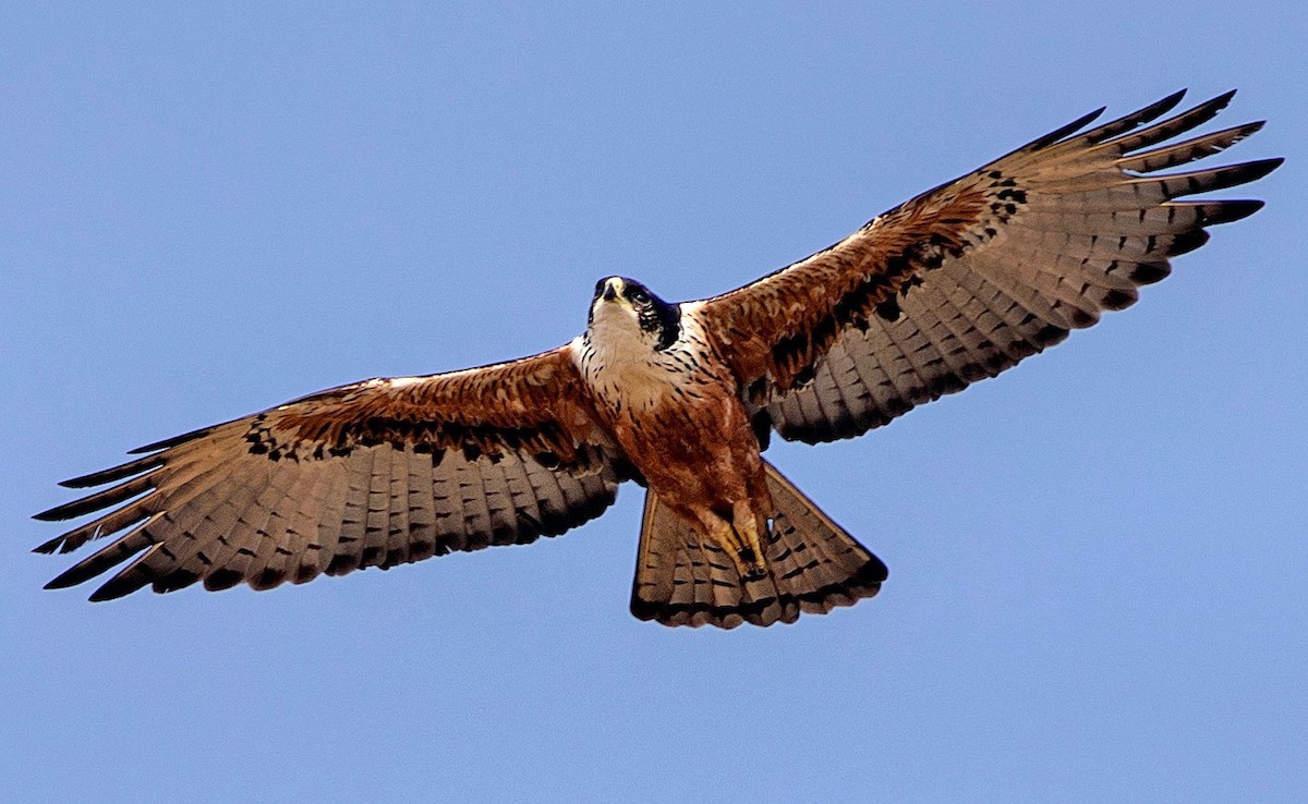 Rufous-bellied Eagle - Naresh Vadrevu