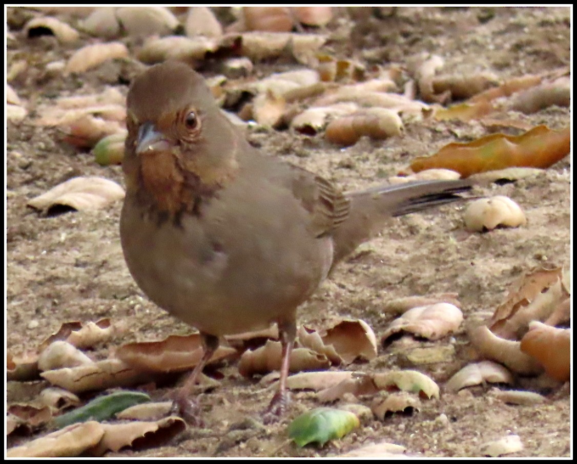 California Towhee - ML200665531