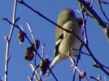 American Goldfinch - ML200665911