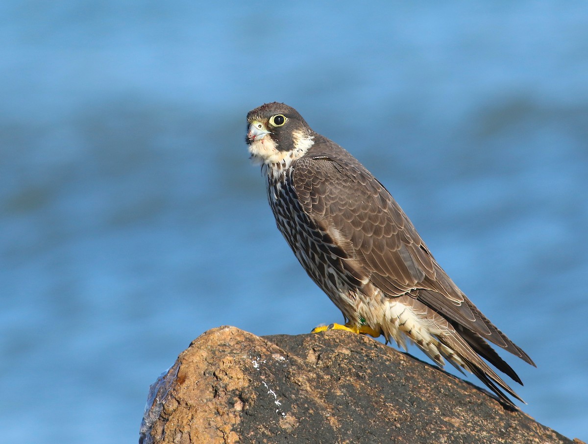 Peregrine Falcon (North American) - Matthew Eckerson