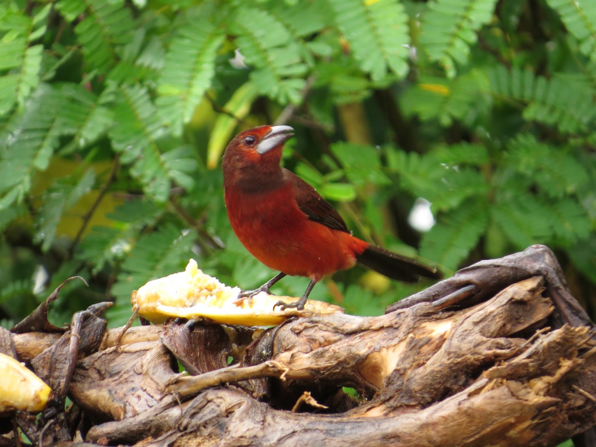 Black-bellied Tanager - Ann Truesdale