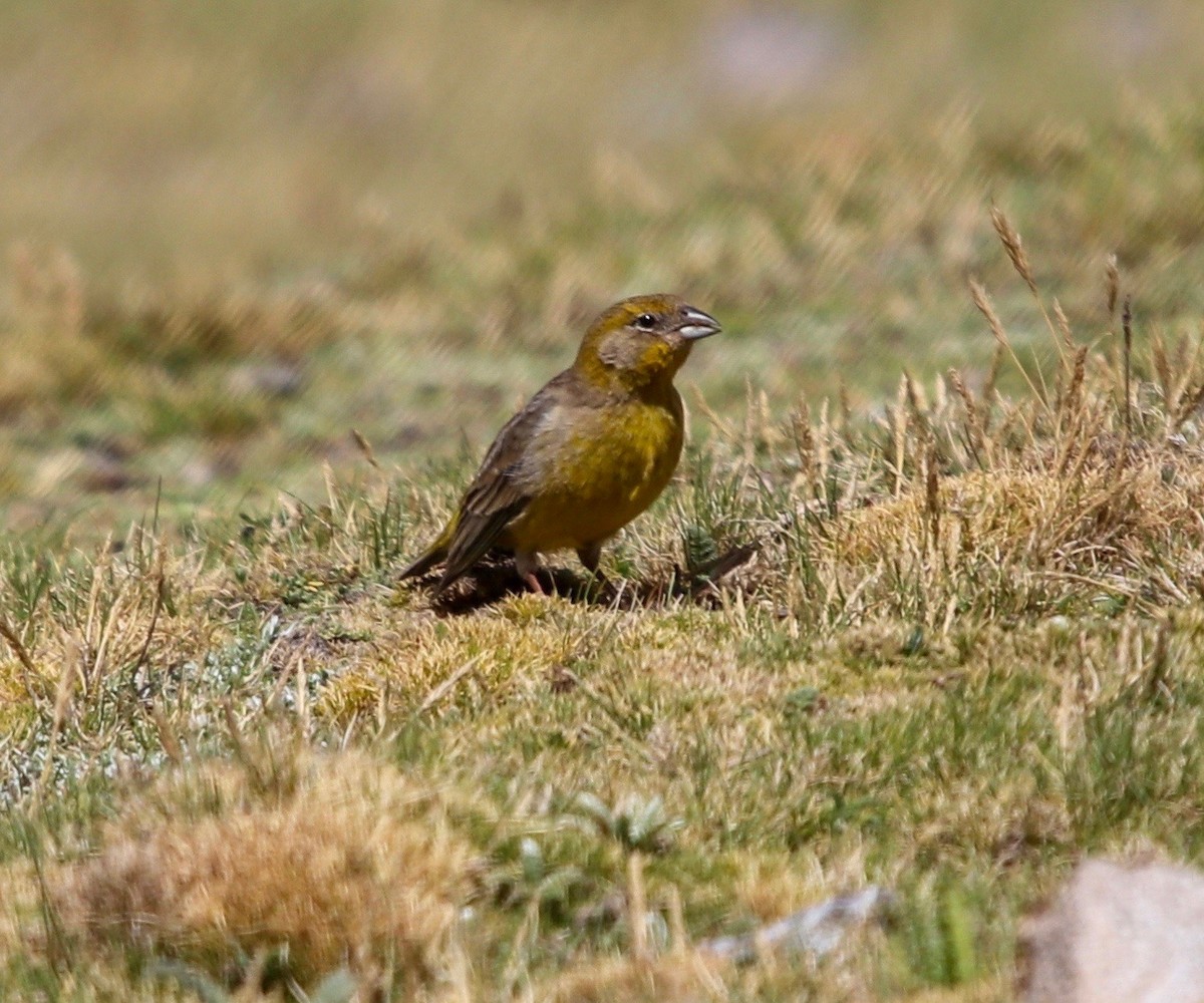 Greenish Yellow-Finch - ML200666151