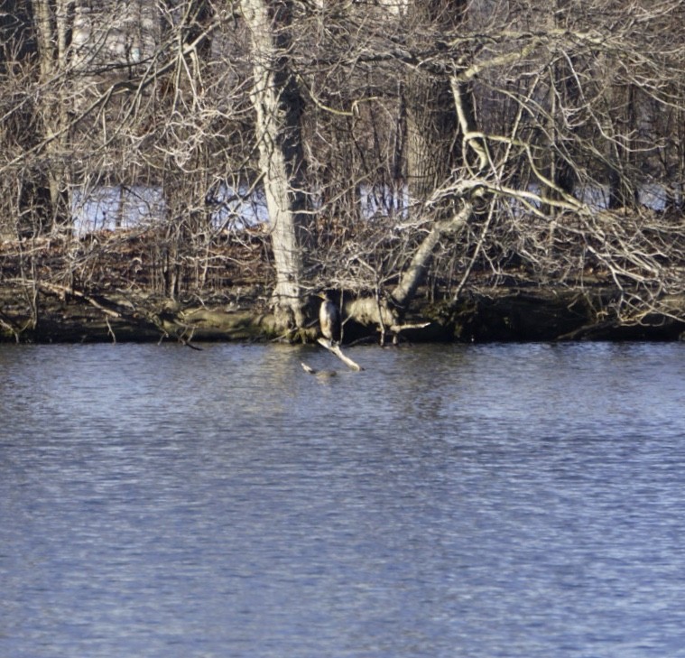 Double-crested Cormorant - ML200666671