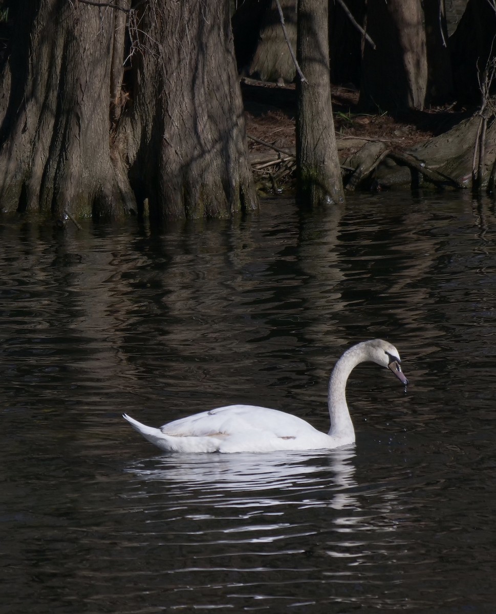 Mute Swan - ML200666711