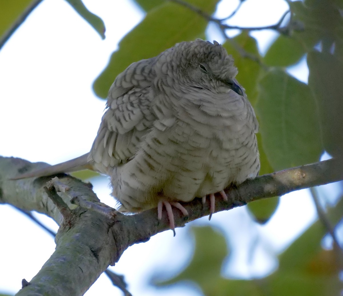 Inca Dove - ML200666821