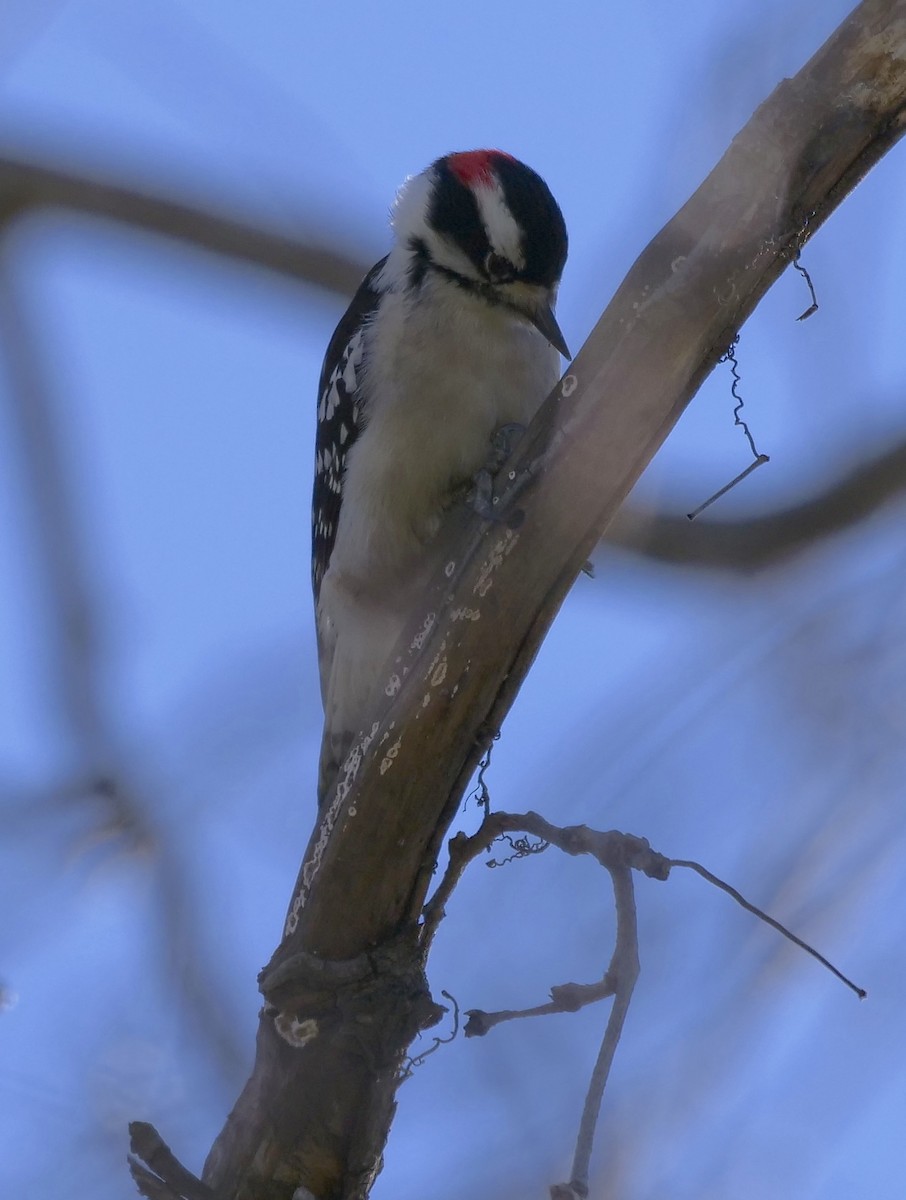 Downy Woodpecker - Jeff Osborne