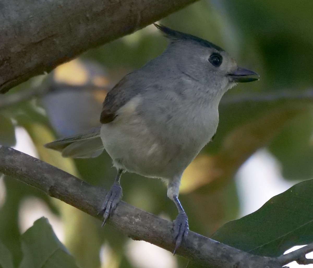 Black-crested Titmouse - ML200667261