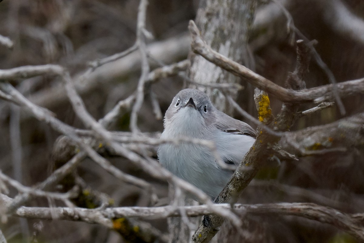 Blue-gray Gnatcatcher - ML200667441