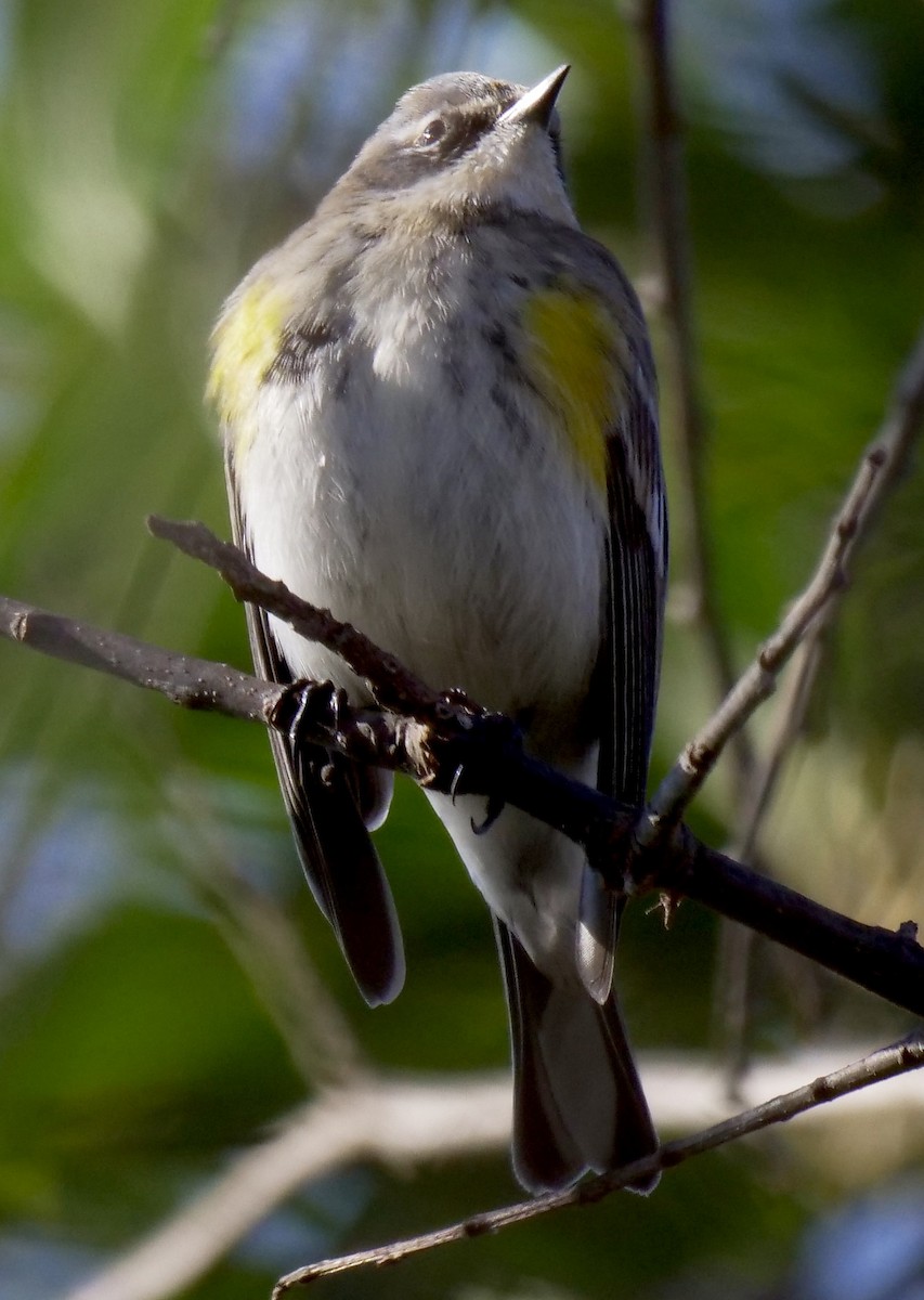 Yellow-rumped Warbler - Jeff Osborne