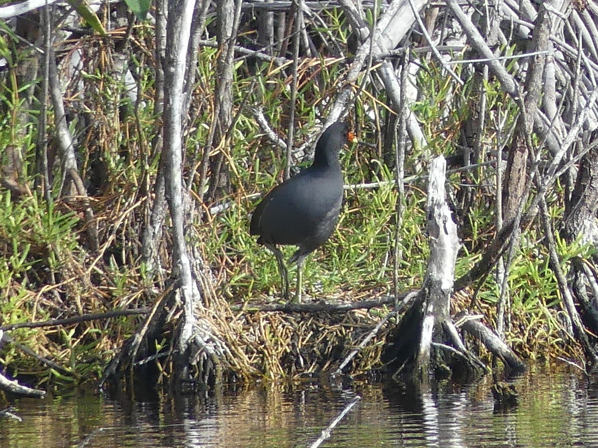 Common Gallinule - Rachel DiPietro