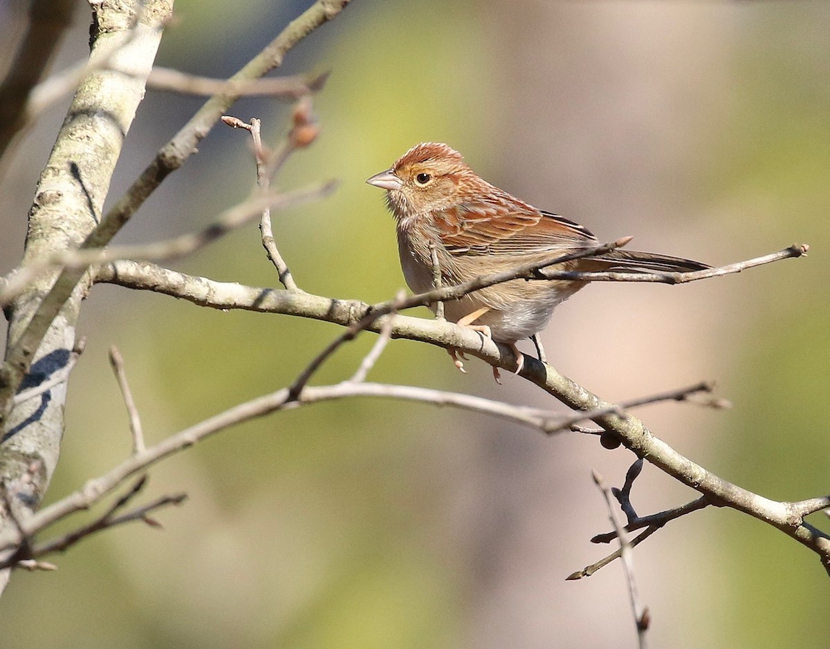 Bachman's Sparrow - Craig Robson