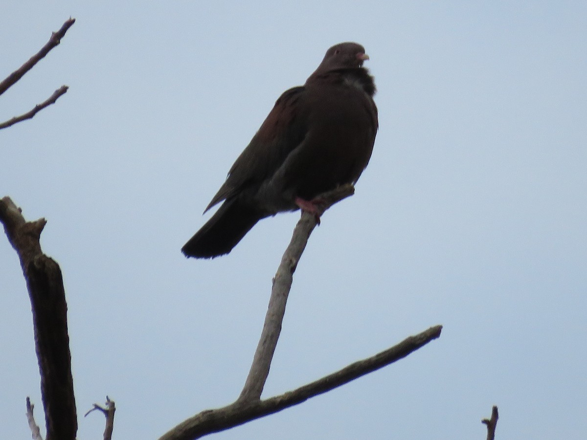 Pigeon à bec rouge - ML200669881