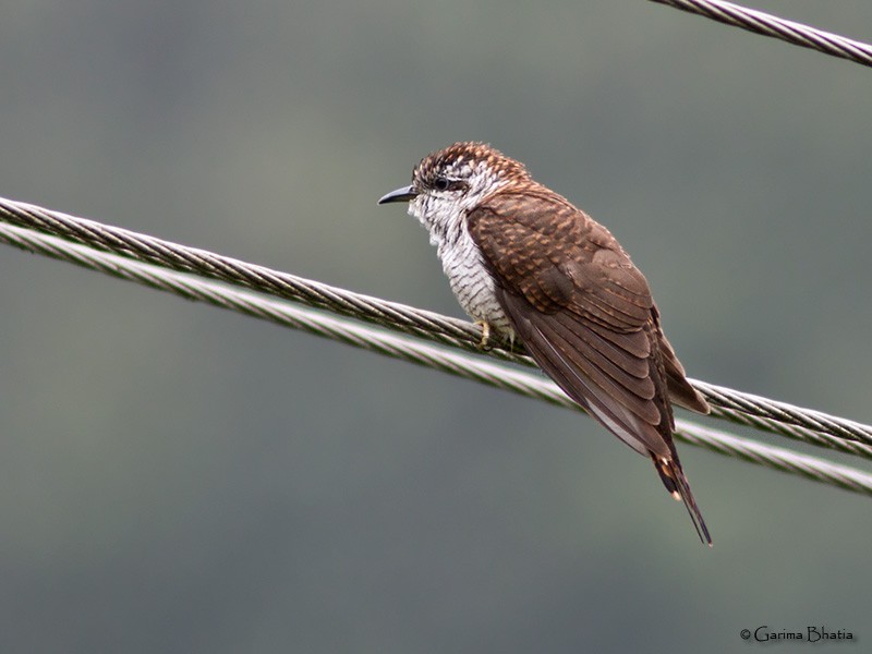 Banded Bay Cuckoo - ML20067101