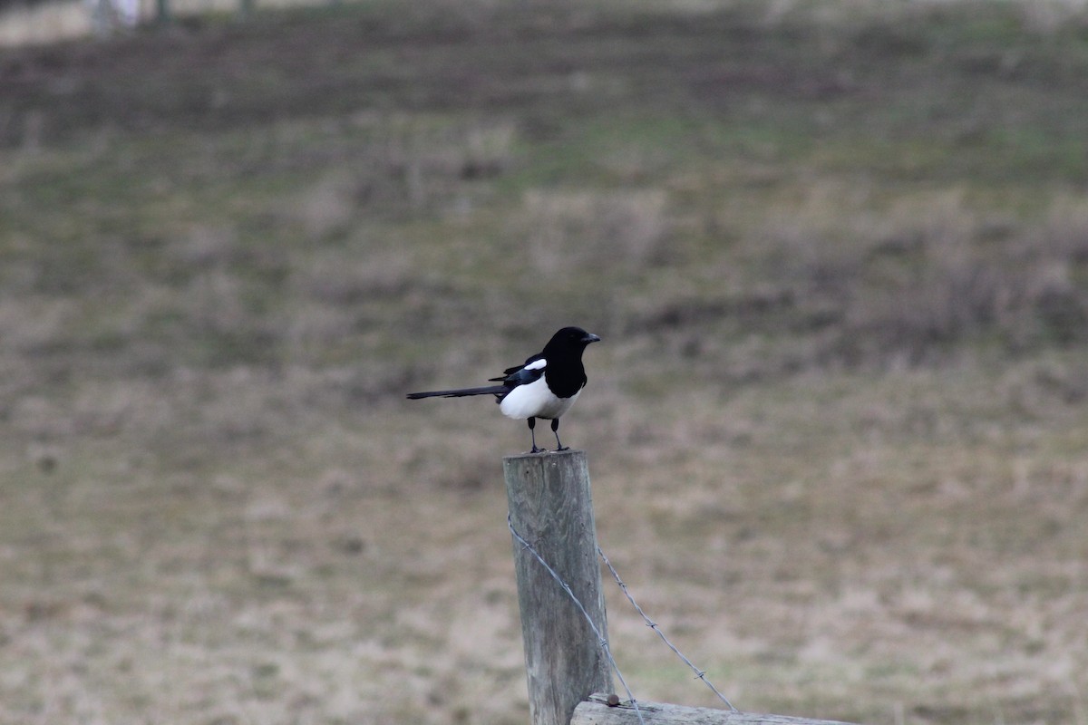 Mika iparramerikarra - ML200672501