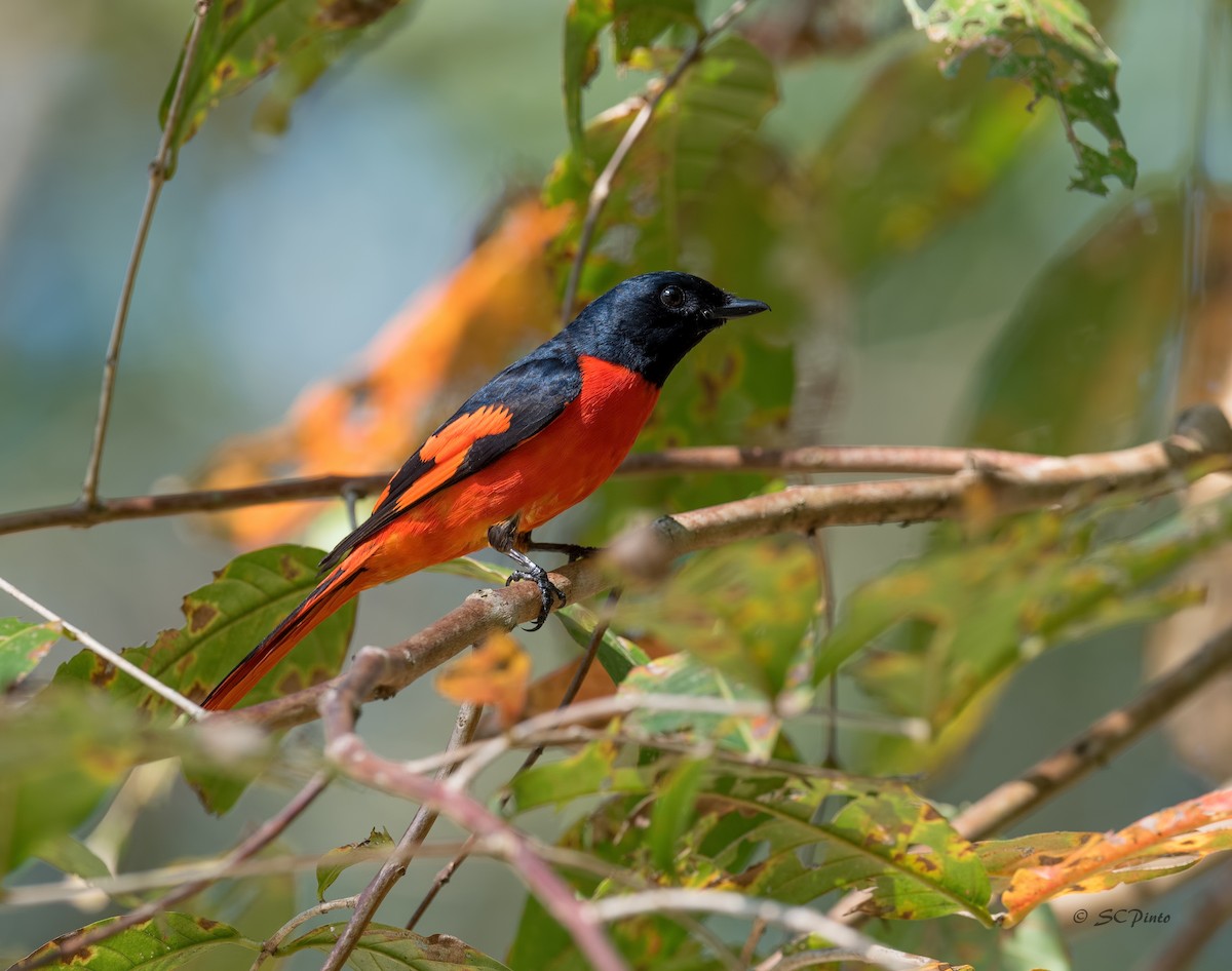 Scarlet Minivet - Shailesh Pinto