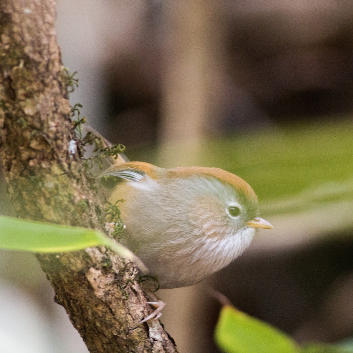 Spectacled Fulvetta - ruocheng Hu