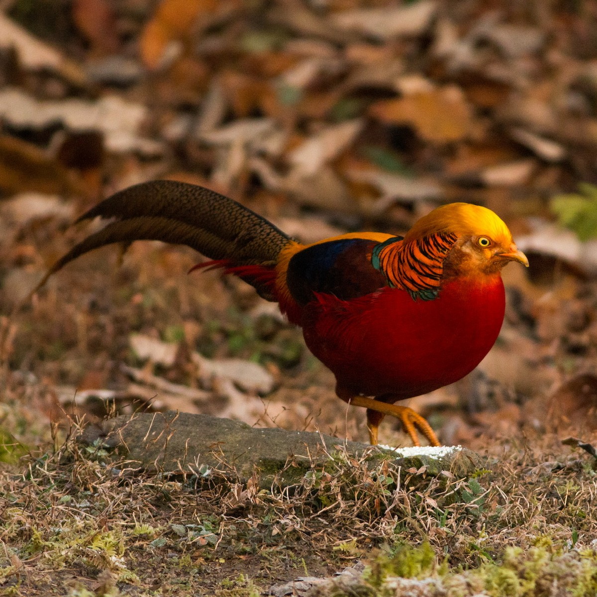 Golden Pheasant - ML200674011