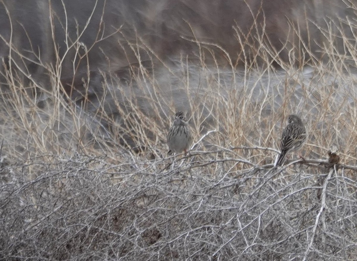 Vesper Sparrow - ML200674091