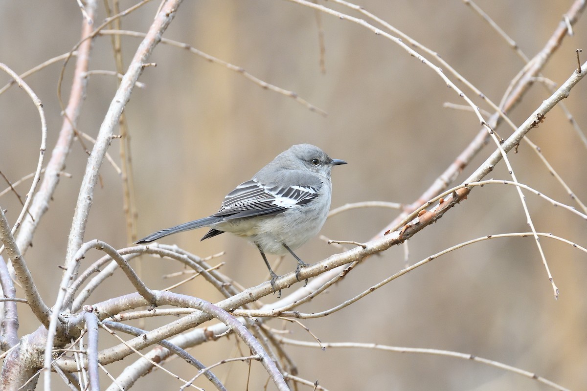 Northern Mockingbird - terence zahner