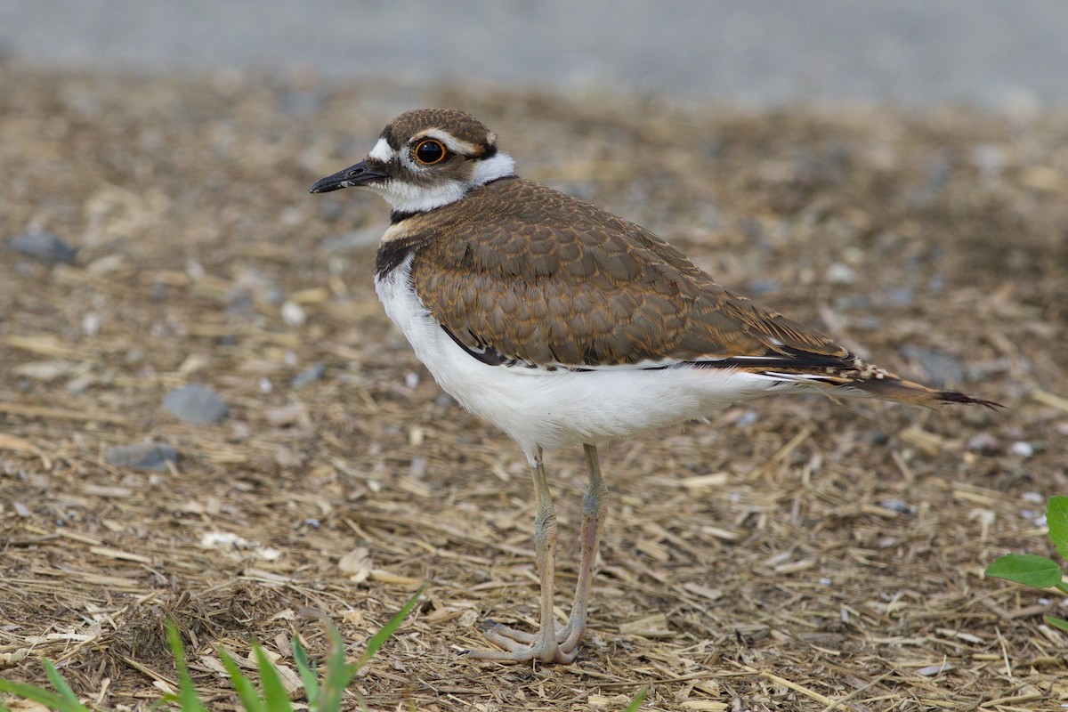 Killdeer - ML20067471