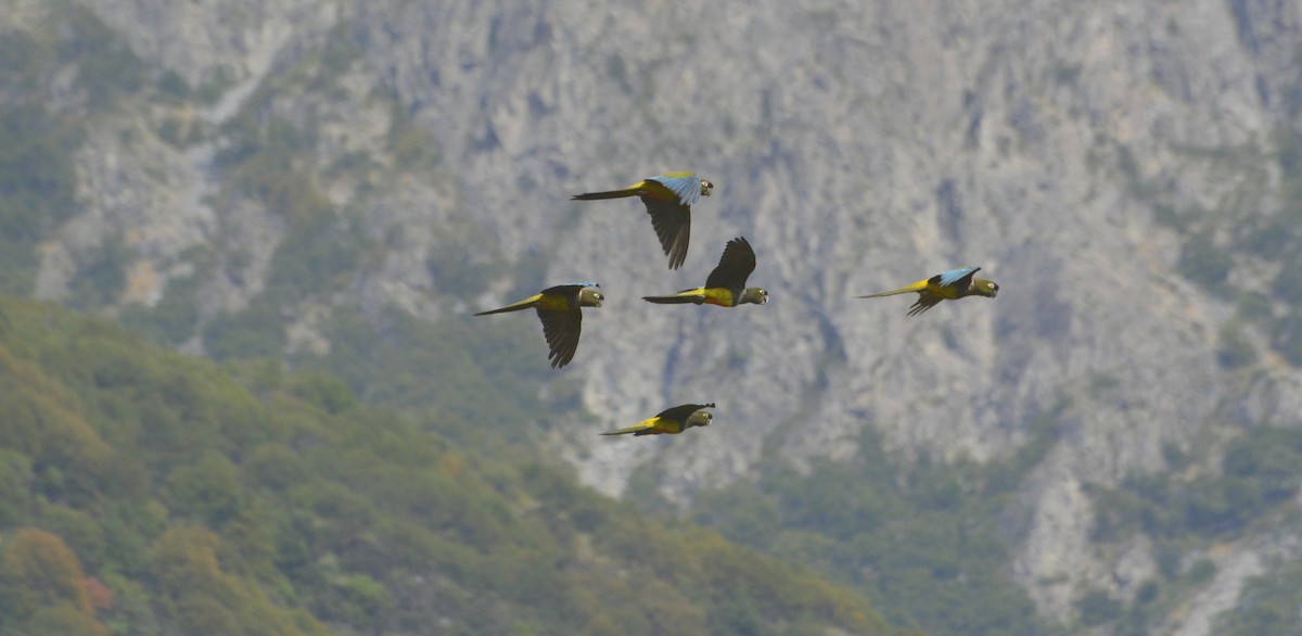 Loro Barranquero - ML200674731