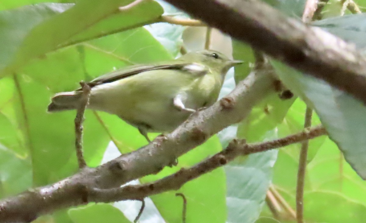 Tennessee Warbler - ML200675601