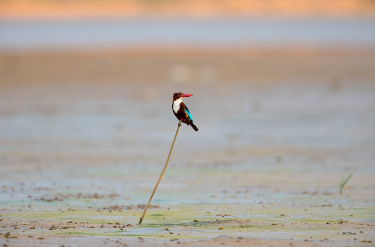 White-throated Kingfisher - ML200677591