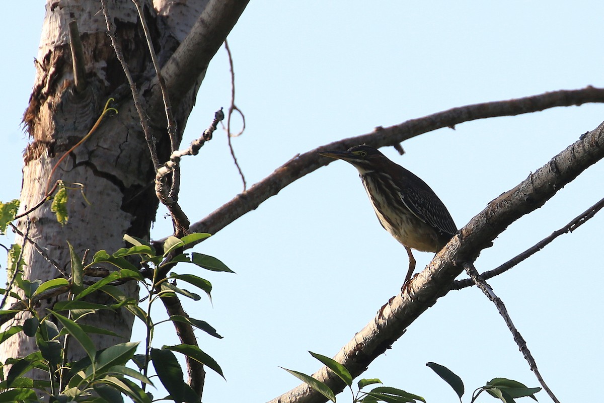 Green Heron - Tim Lenz