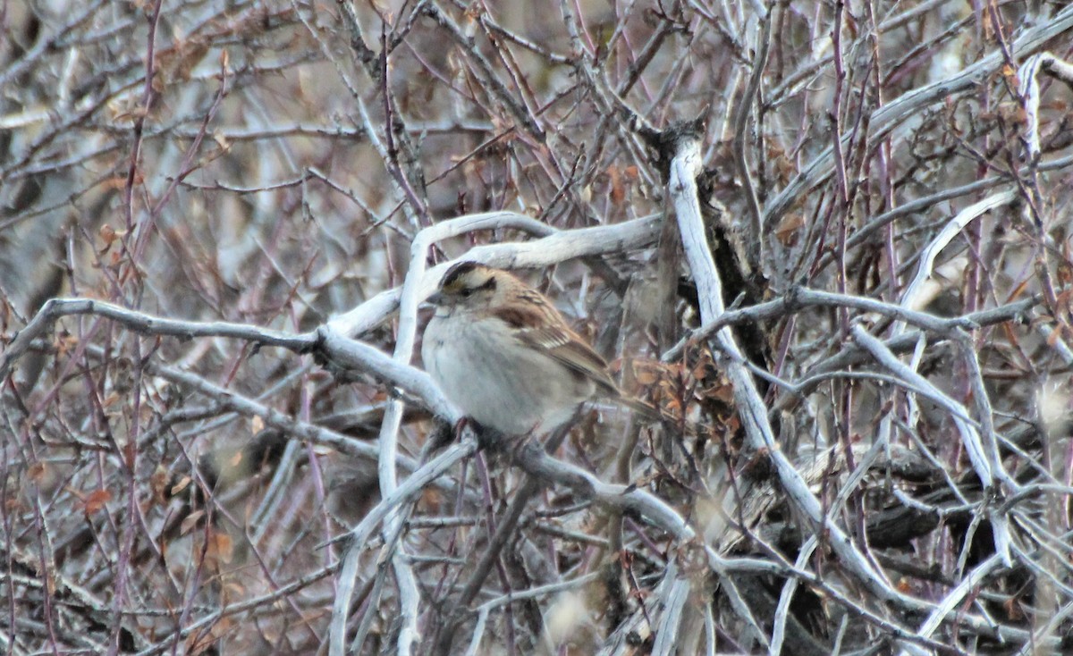 White-throated Sparrow - Mark Gonzalez