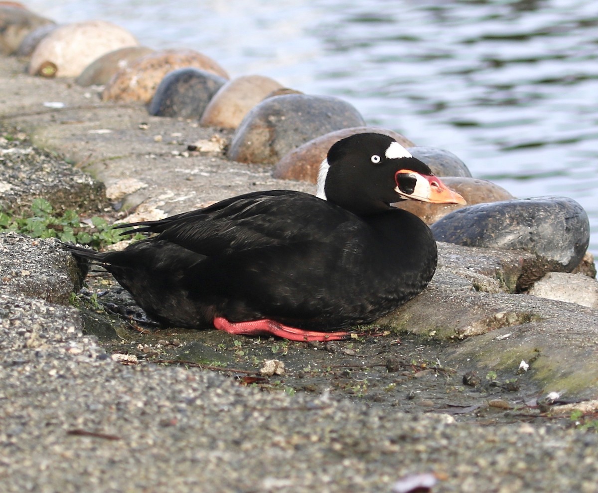 Surf Scoter - ML200679431