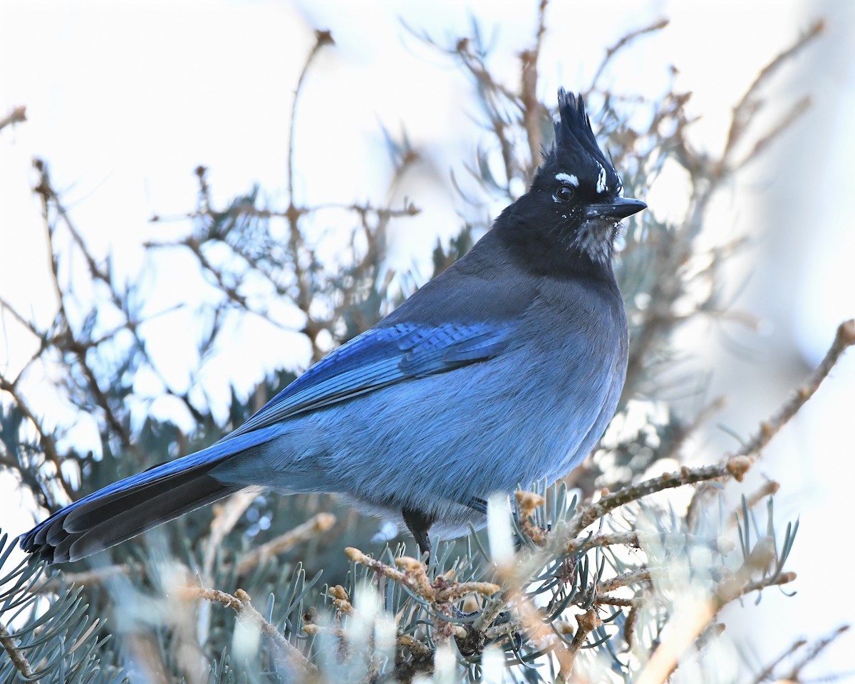 Steller's Jay (Southwest Interior) - ML200683981