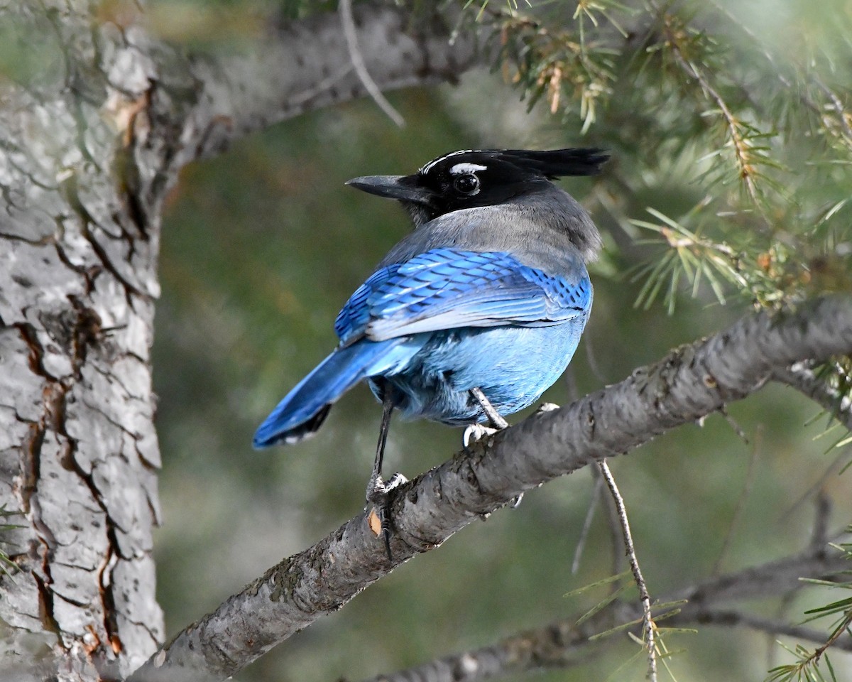 Steller's Jay (Southwest Interior) - ML200683991