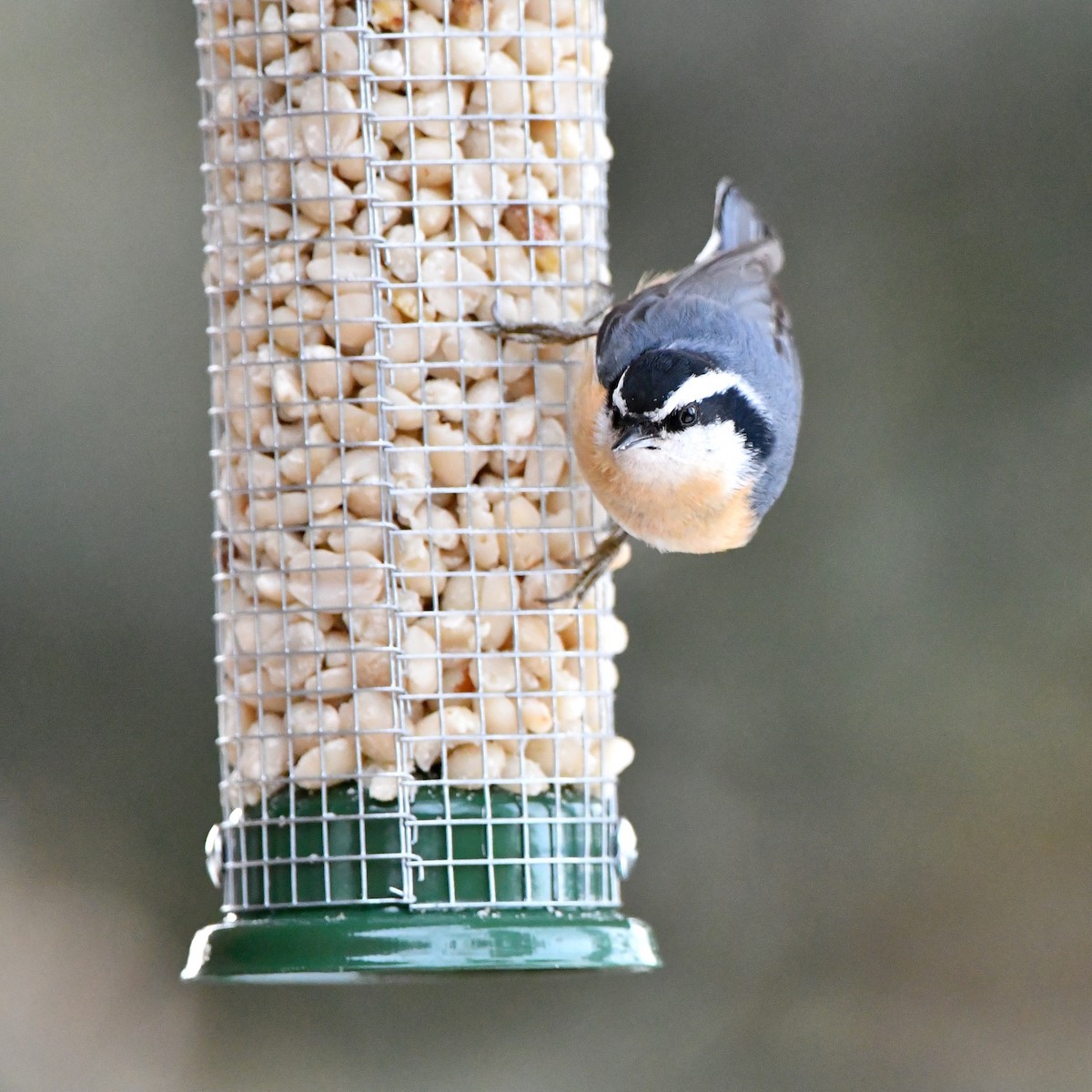 Red-breasted Nuthatch - ML200684041