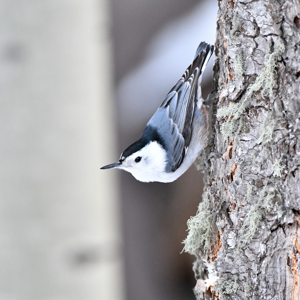 White-breasted Nuthatch (Interior West) - ML200684101