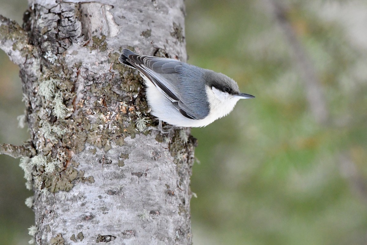 Pygmy Nuthatch - M Nagy