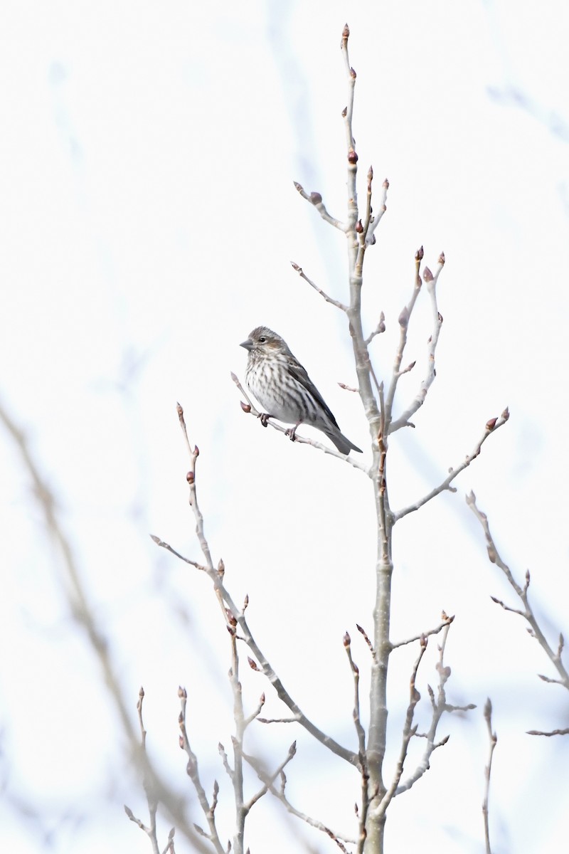 Cassin's Finch - ML200684361