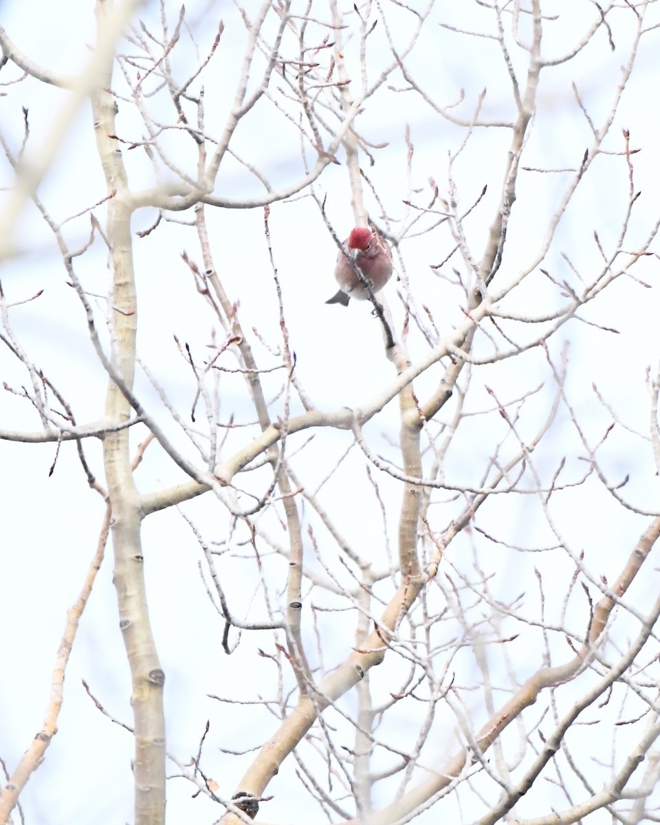 Cassin's Finch - ML200684391