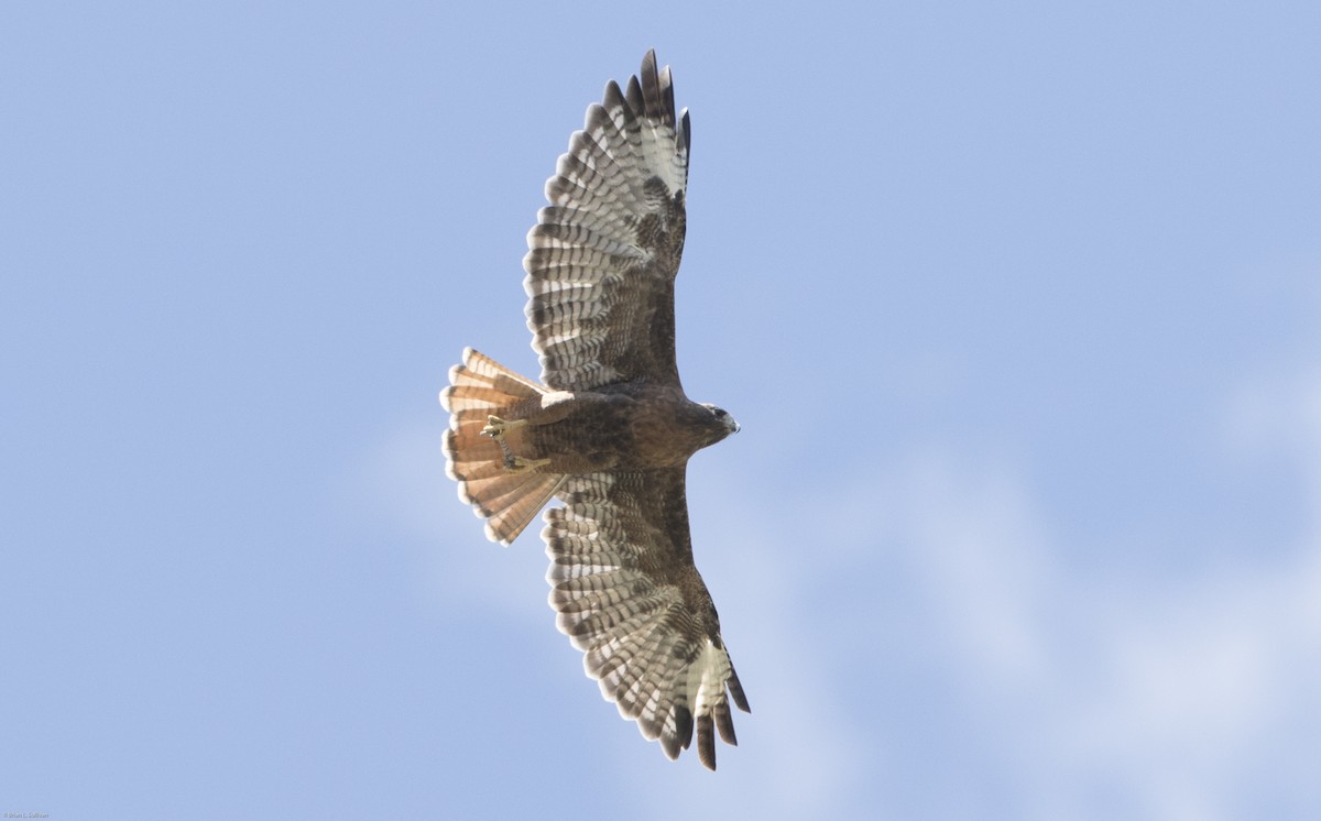 Red-tailed Hawk (calurus/alascensis) - ML20068641