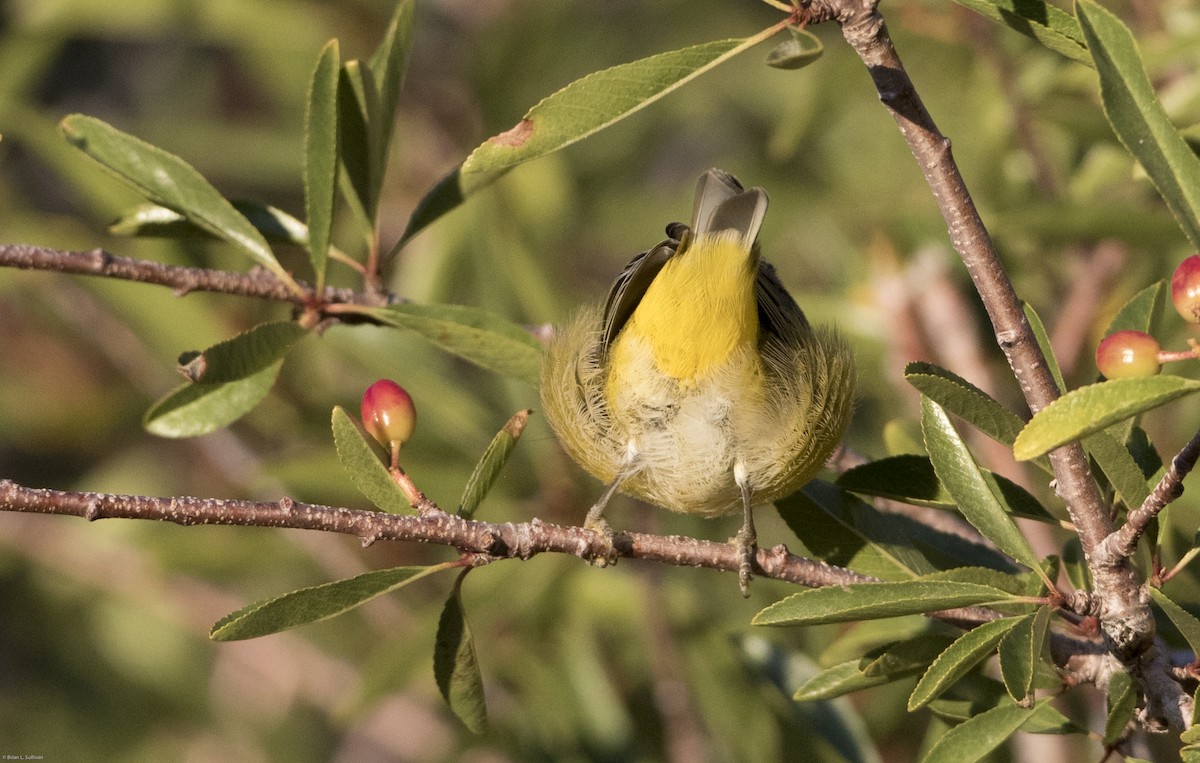 Nashville Warbler (ridgwayi) - Brian Sullivan