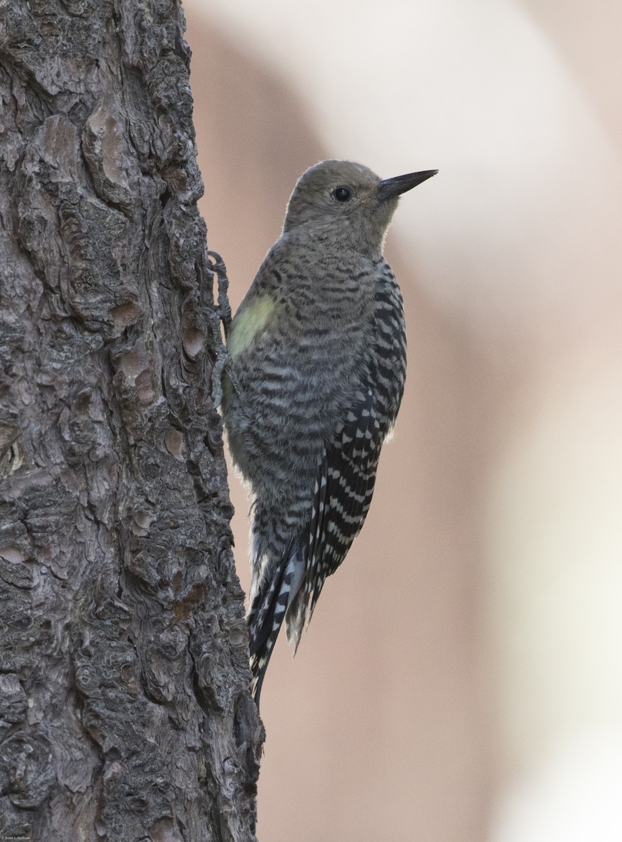 Williamson's Sapsucker - ML20068821