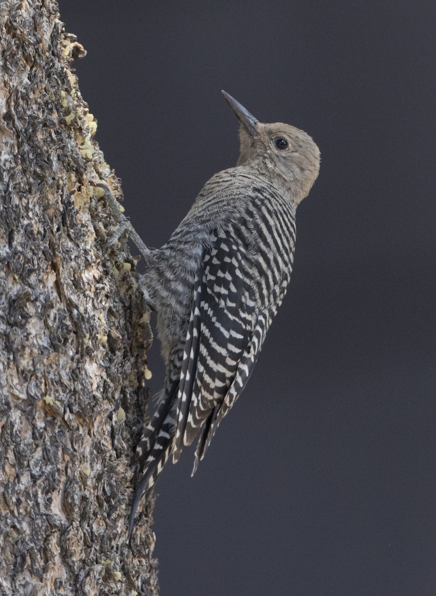 Williamson's Sapsucker - ML20068831