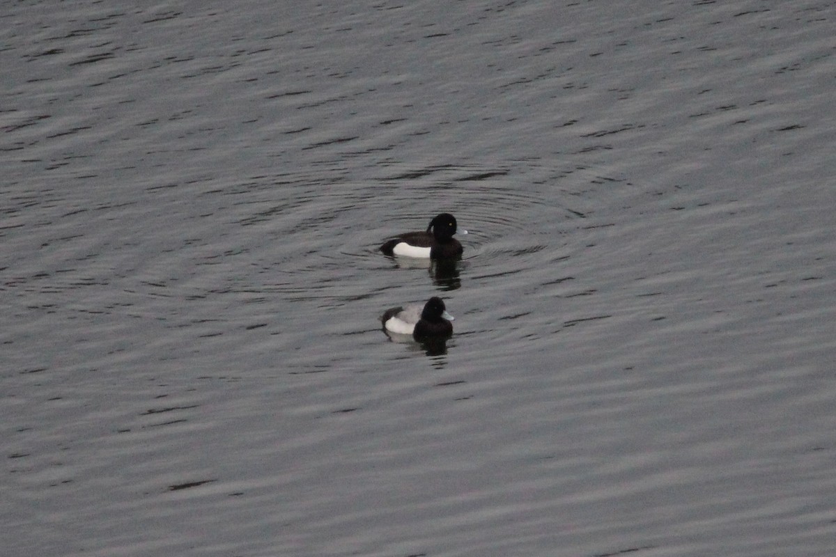 Tufted Duck - ML200688371