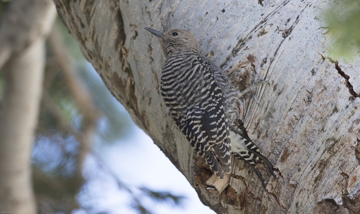 Williamson's Sapsucker - ML20068841