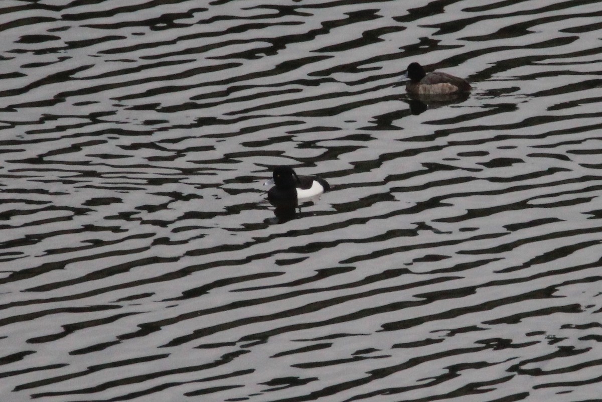 Tufted Duck - ML200688411