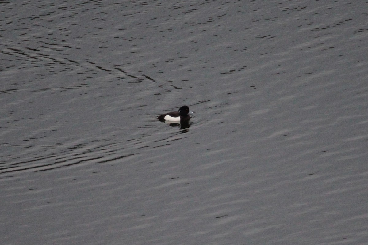 Tufted Duck - ML200688561