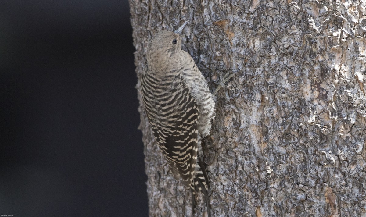 Williamson's Sapsucker - ML20068861