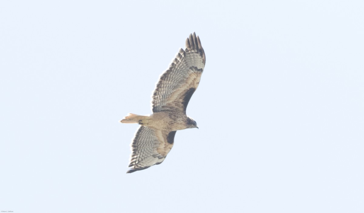 Red-tailed Hawk (calurus/alascensis) - ML20068881