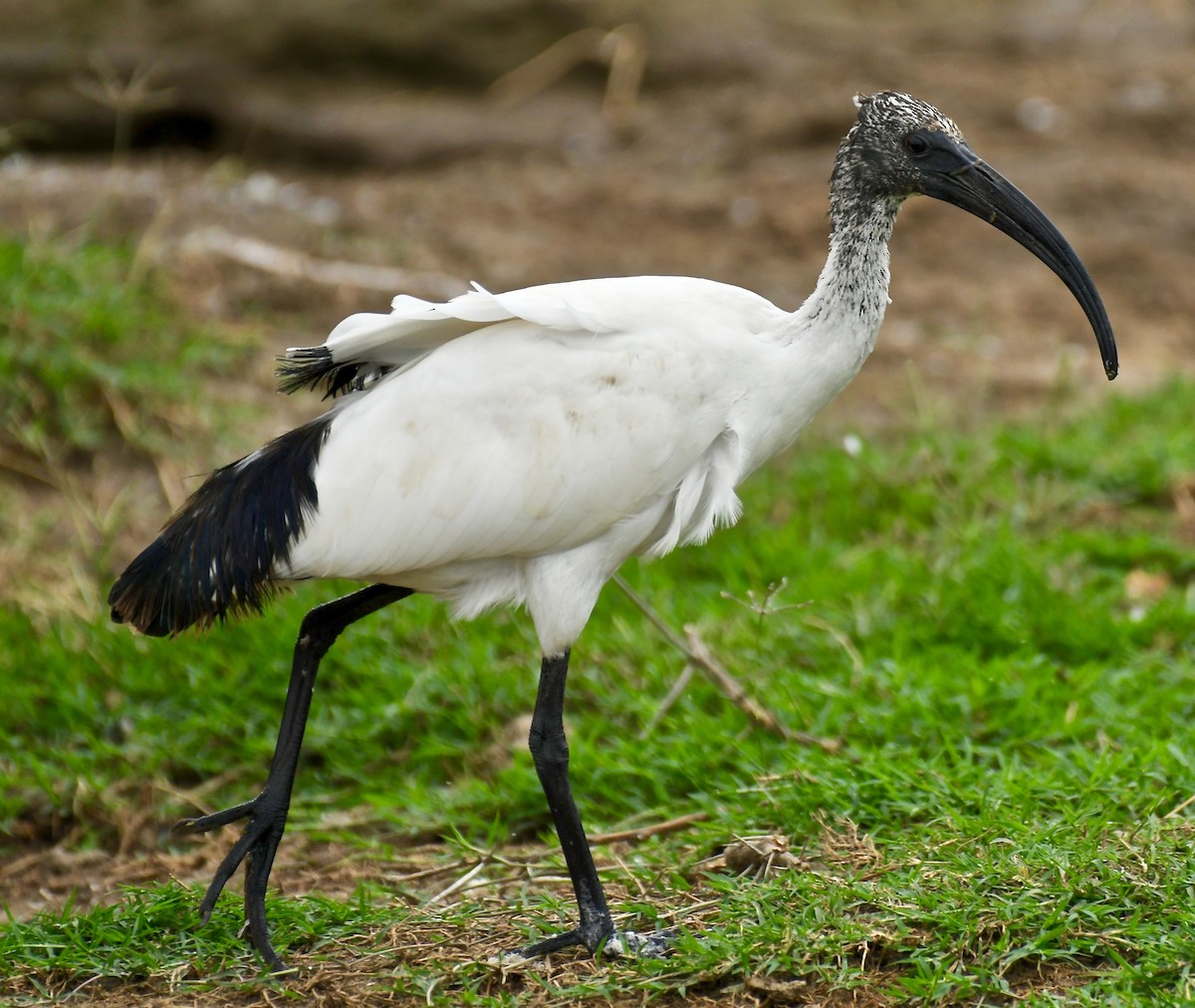 African Sacred Ibis - Theresa Bucher