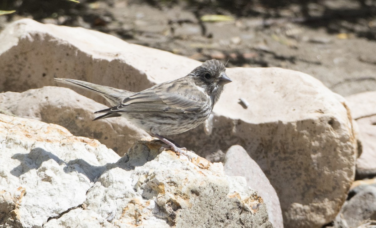 Cassin's Finch - ML20068931